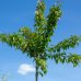 Čerešňa okrasná (Prunus serrulata) ´KIKU SHIDARE´ (sakura) - výška: 200-250 cm, obvod kmeňa: 10/12 cm, kont. C30L 